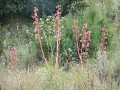 Gibbiflorae