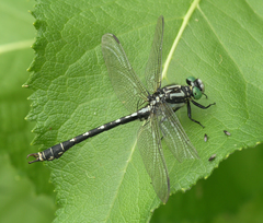 Nihonogomphus ruptus