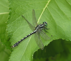 Nihonogomphus ruptus