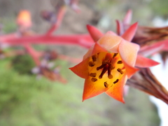 Gibbiflorae
