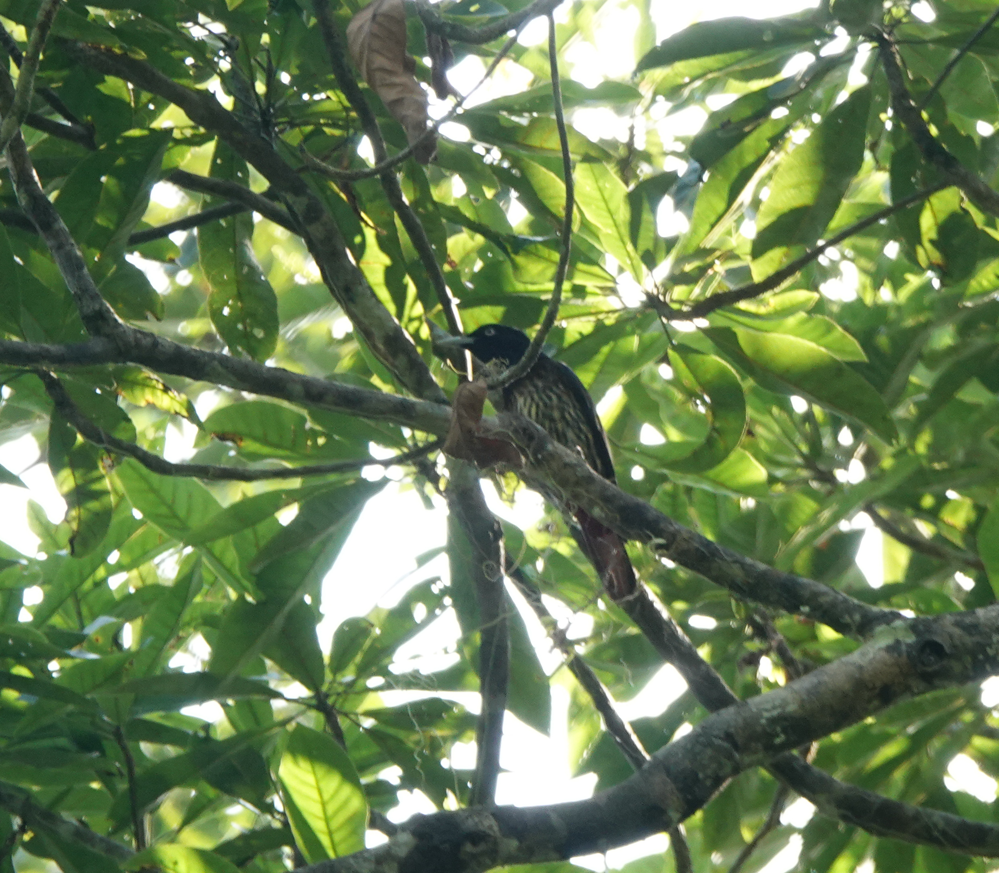 Maroon Oriole