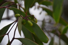 Muellerina eucalyptoides