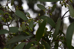 Muellerina eucalyptoides