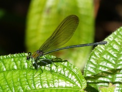 Vestalis nigrescens