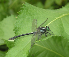 Nihonogomphus ruptus