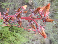 Gibbiflorae