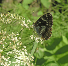 Limenitis helmanni