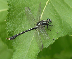 Nihonogomphus ruptus