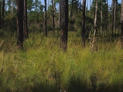 Aristida stricta