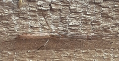 Tetragnatha demissa