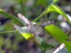 Idea iasonia