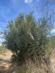 Ceanothus spinosus