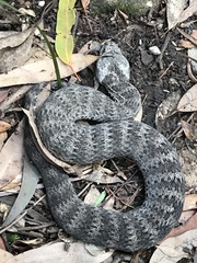 Acanthophis antarcticus