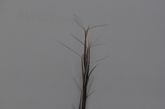 Aristida ramosa
