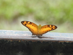 Vagrans sinha sinha