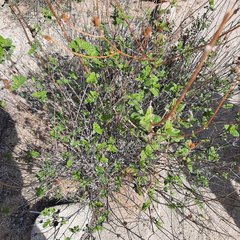 Bahiopsis triangularis