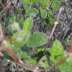 Bahiopsis triangularis