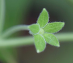 Lophospermum erubescens