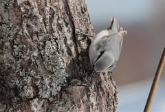 Sitta europaea albifrons