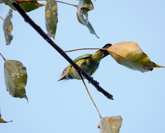Psilopogon duvaucelii