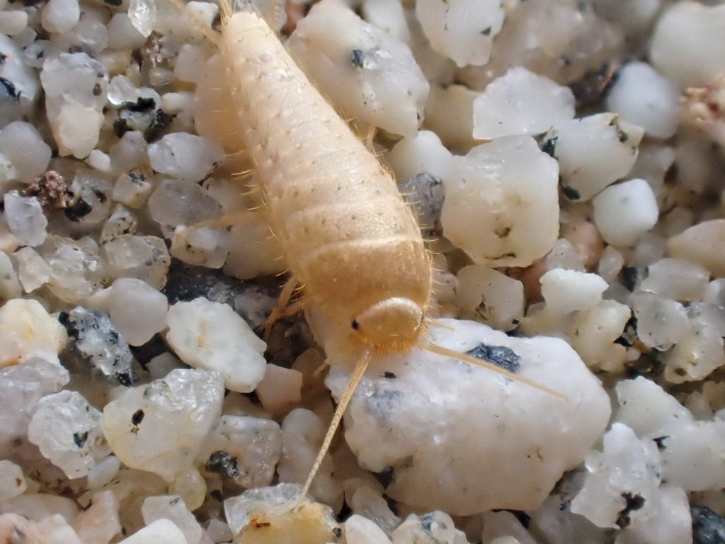 Mirolepisma deserticola