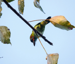 Psilopogon duvaucelii