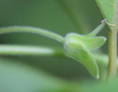 Lophospermum erubescens