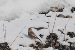 Leucosticte arctoa