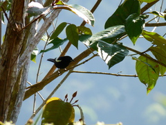 Loriotus luctuosus