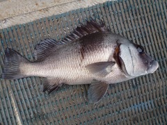Plectorhinchus gibbosus