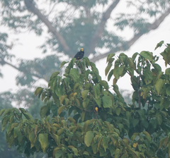Ampeliceps coronatus