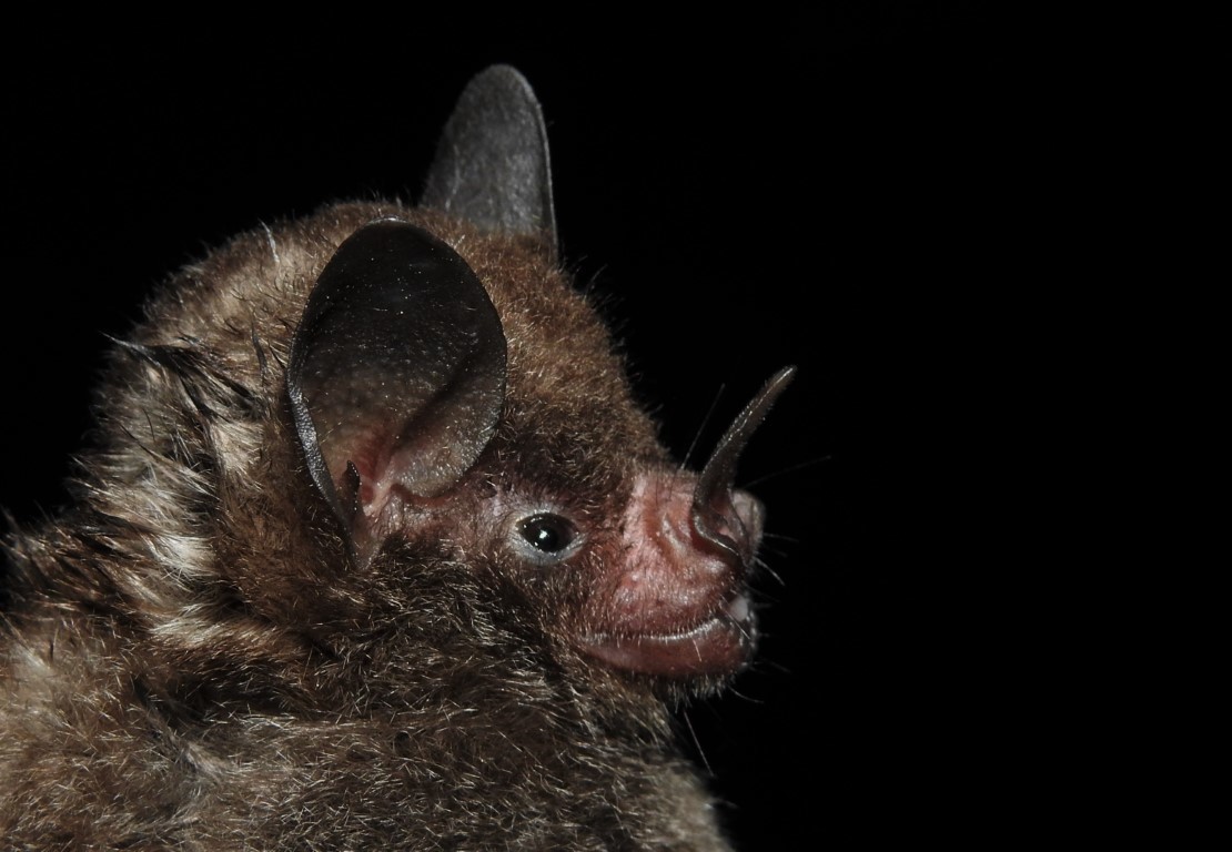 Carollia perspicillata (Linnaeus, 1758)