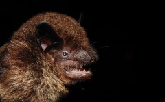 Eptesicus brasiliensis