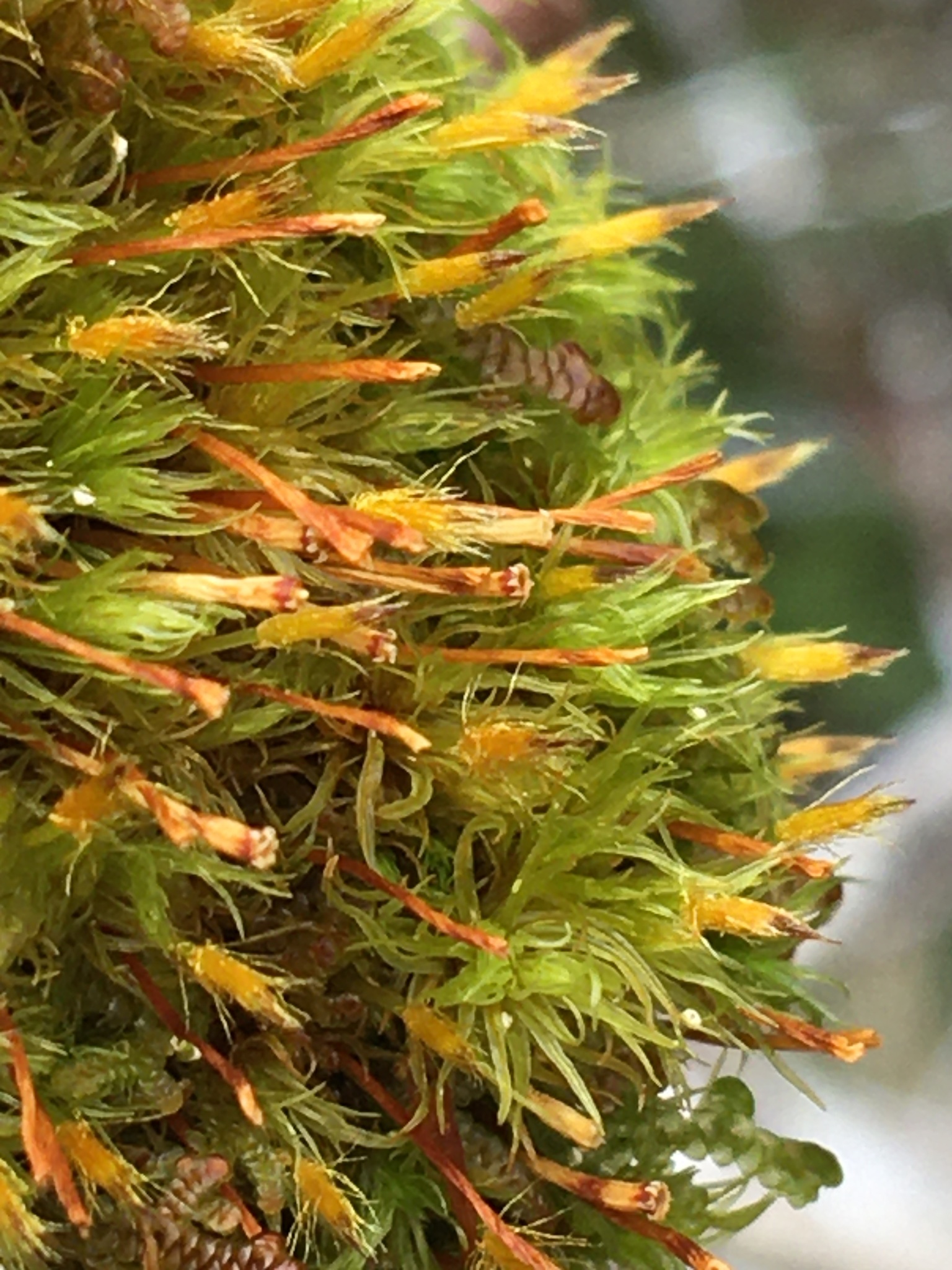 Ulota