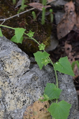 Lophospermum erubescens