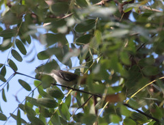 Setophaga occidentalis