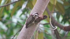 Yungipicus moluccensis