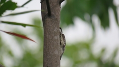 Yungipicus moluccensis