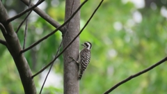 Yungipicus moluccensis