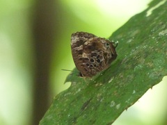 Arhopala abseus