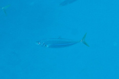 Decapterus muroadsi