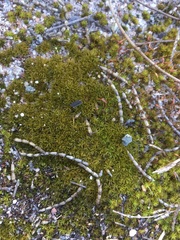 Syntrichia antarctica