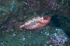 Heteropriacanthus carolinus