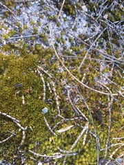 Syntrichia antarctica