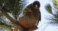 Daptrius chimango temucoensis