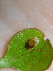 Asterochiton rhamnoidis