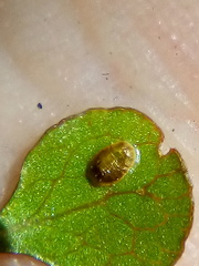 Asterochiton rhamnoidis