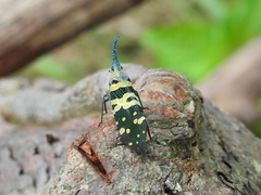 Pyrops viridirostris