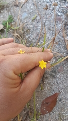 Sisyrinchium schaffneri