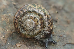 Xerotricha conspurcata